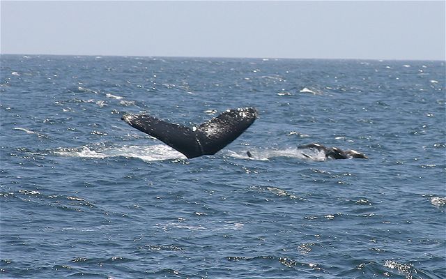 All-day economy sail charter frequently encounter amazing wildlife like this humpback whale and her calf