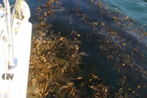 Kelp can be heavy at times. Let us know if you note any change.