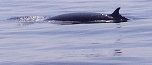 Minke whale found enroute to Santa Barbara Island. It's a long day sail with lots of critters.