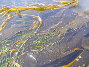 Several algae make a remarkable still life photo
